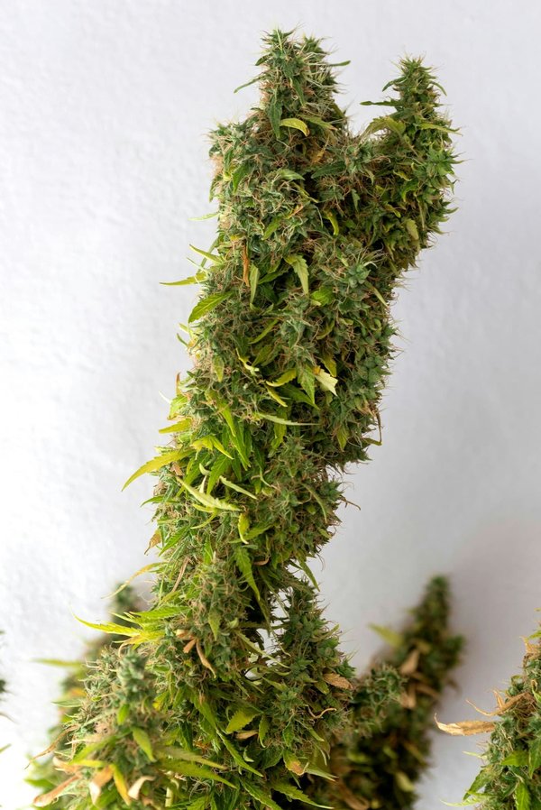 Tout savoir sur les critères et les taux élevés pour sélectionner les meilleures résines cbd